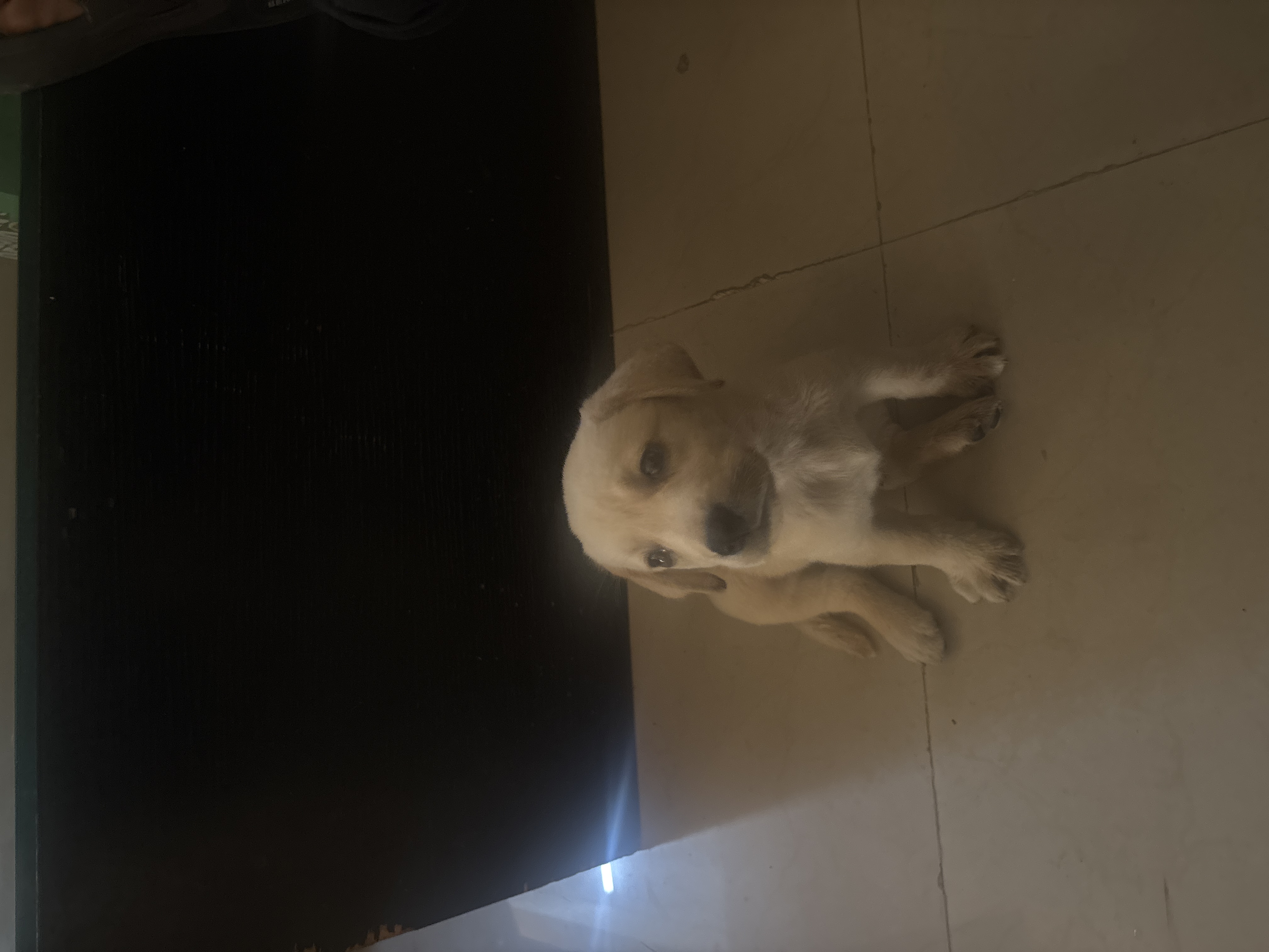 Dogs