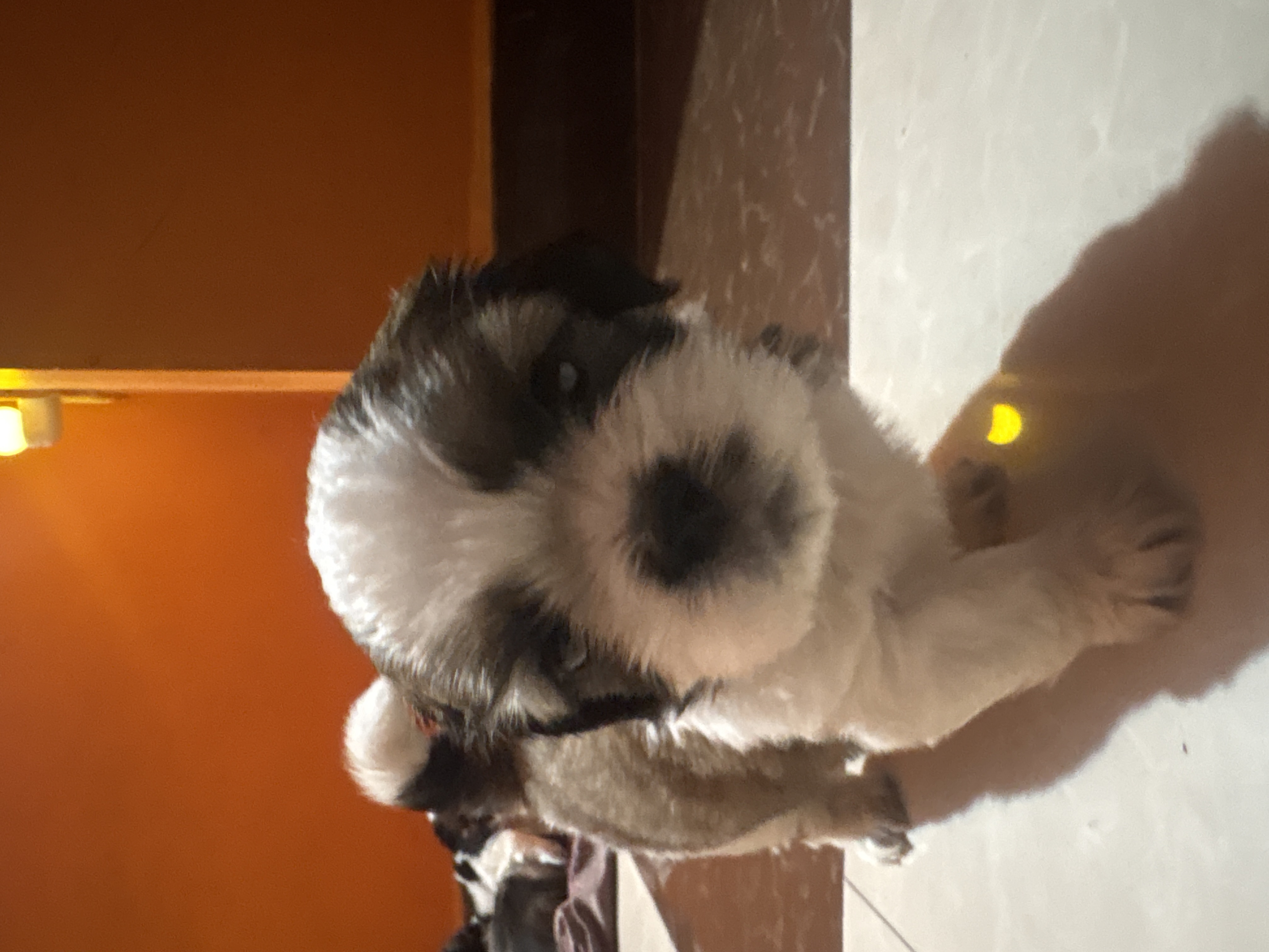 Pet