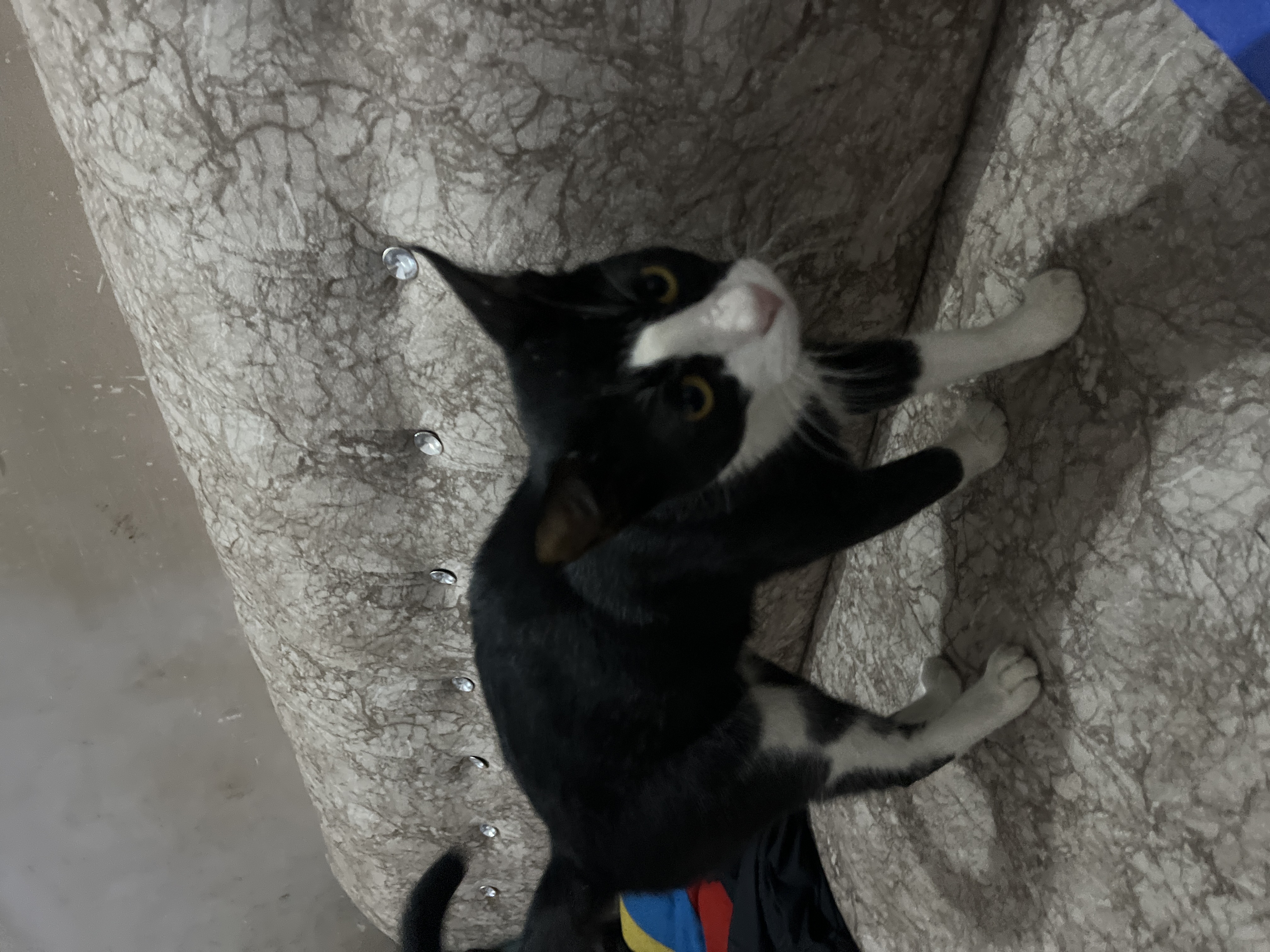 Cats