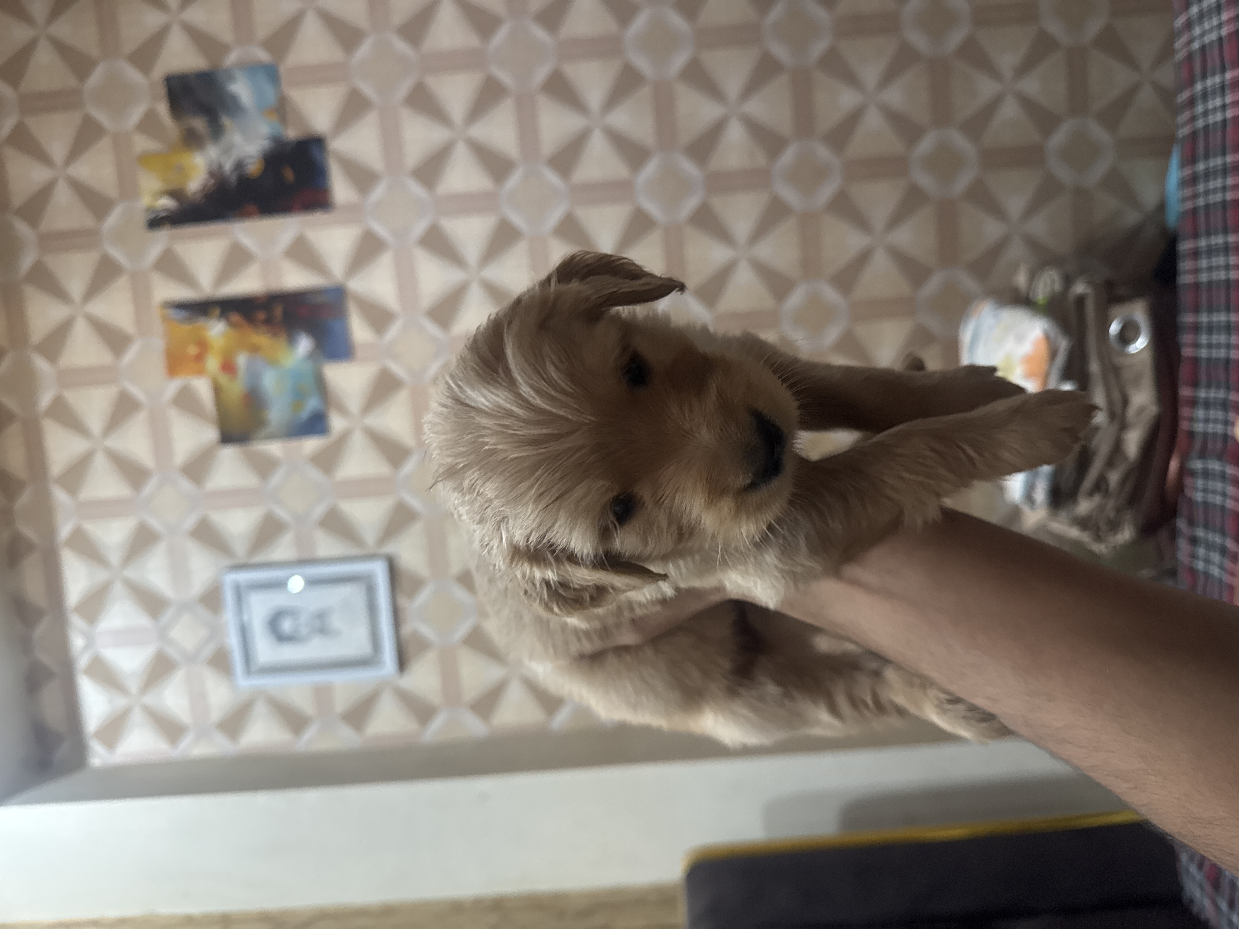 Pet