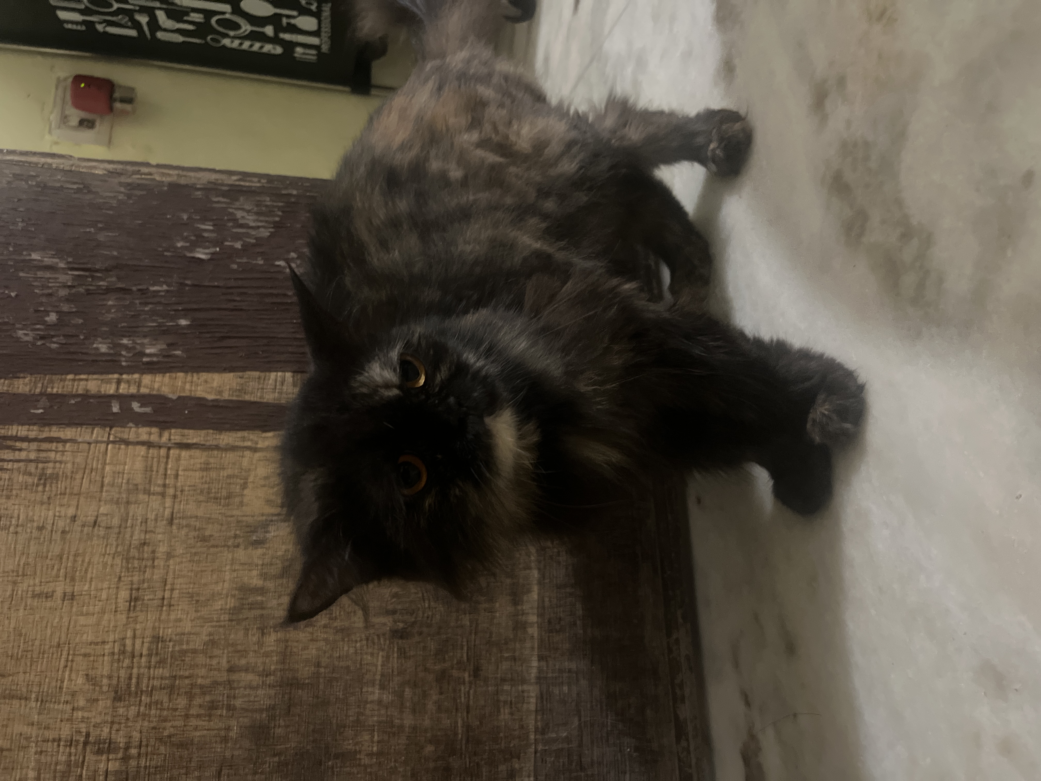 Pet