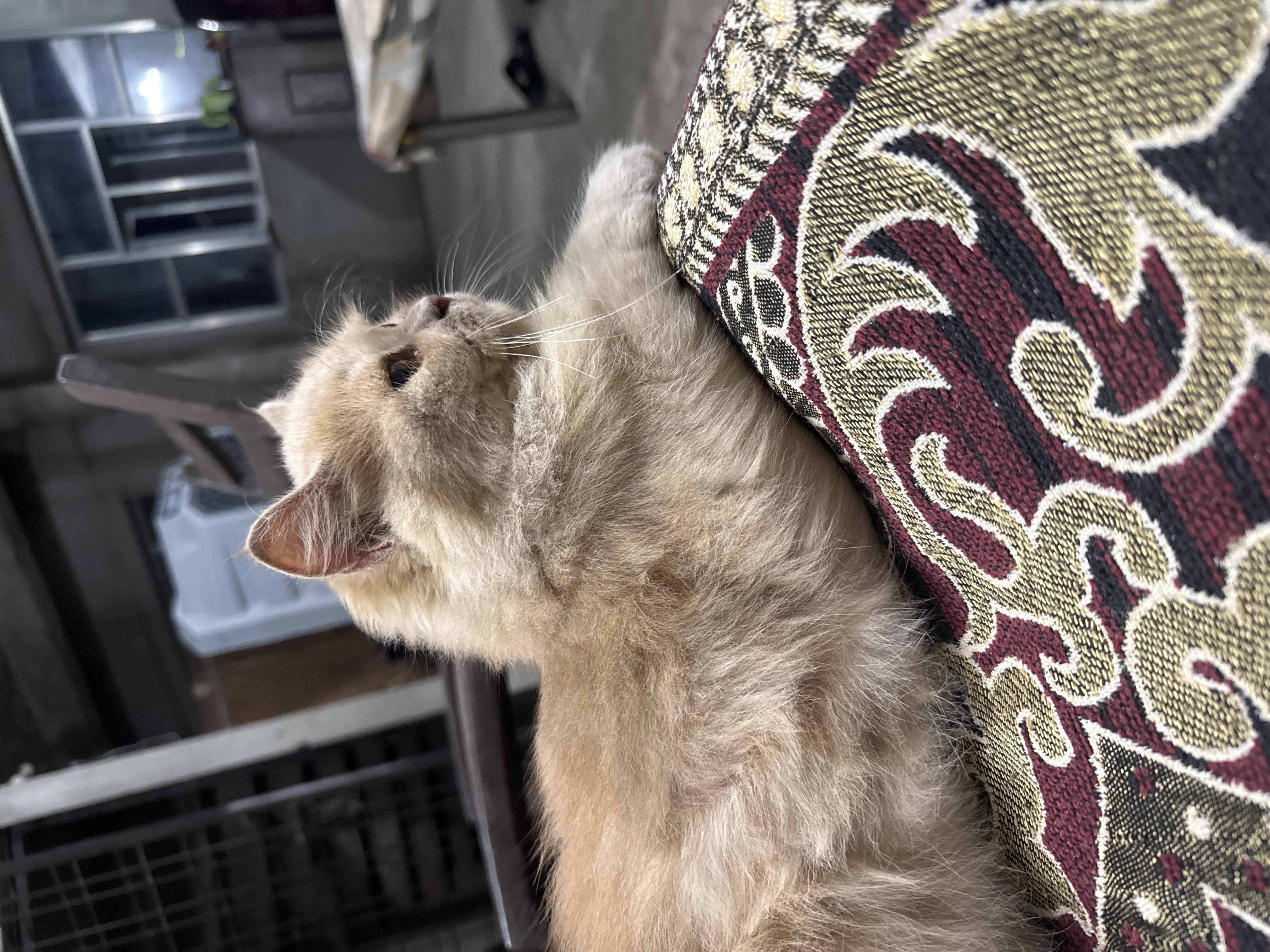 Cats