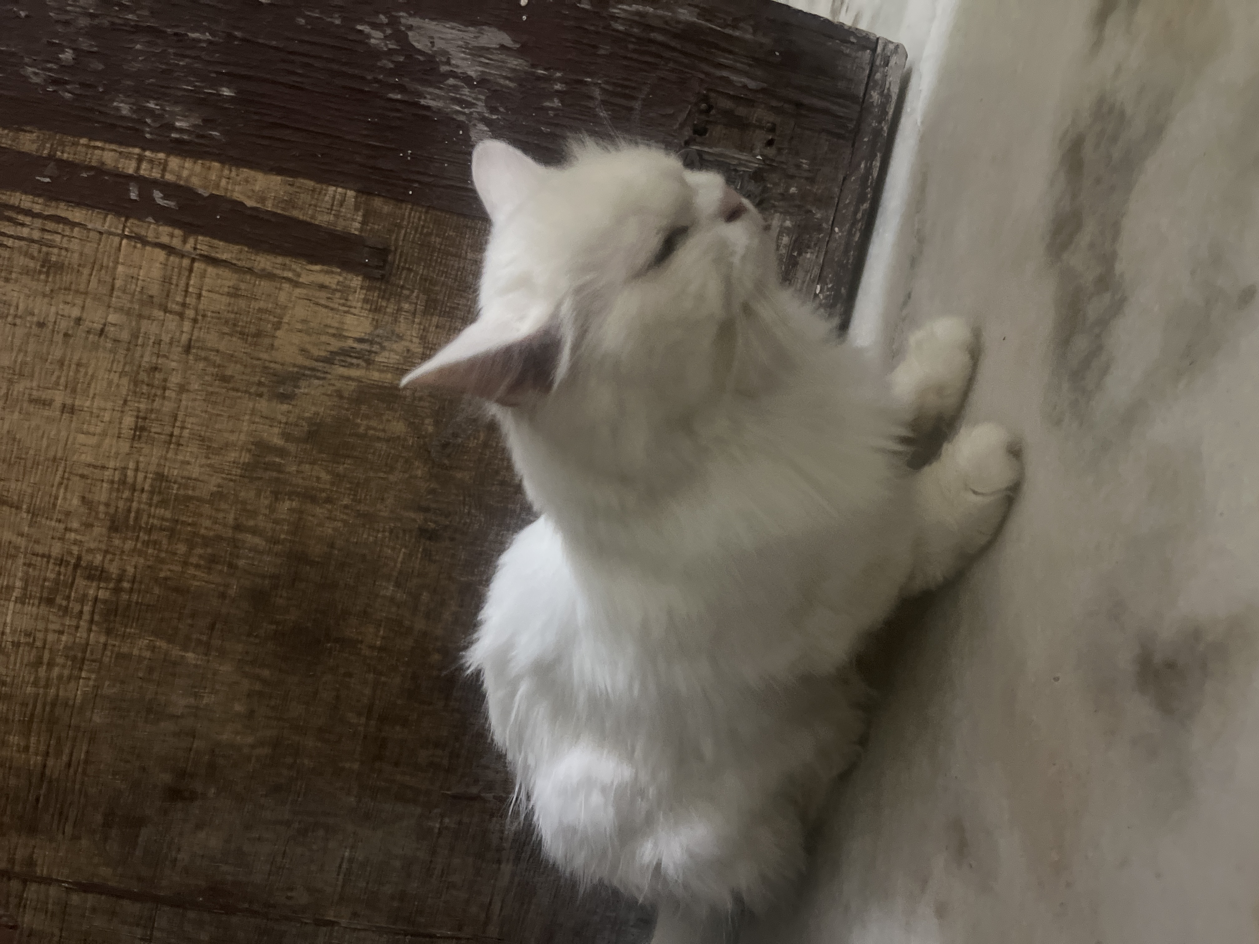 Pet