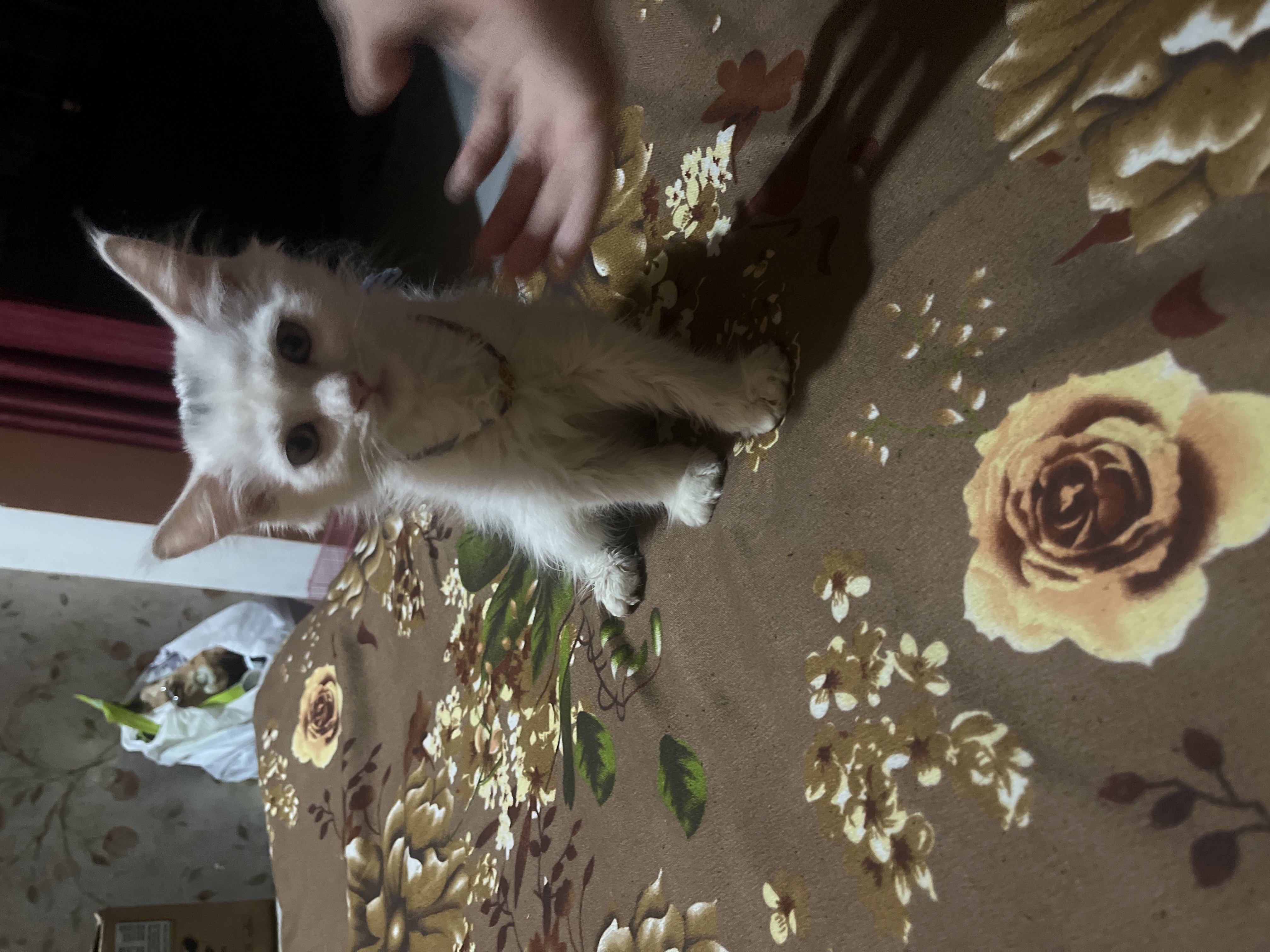 Cats