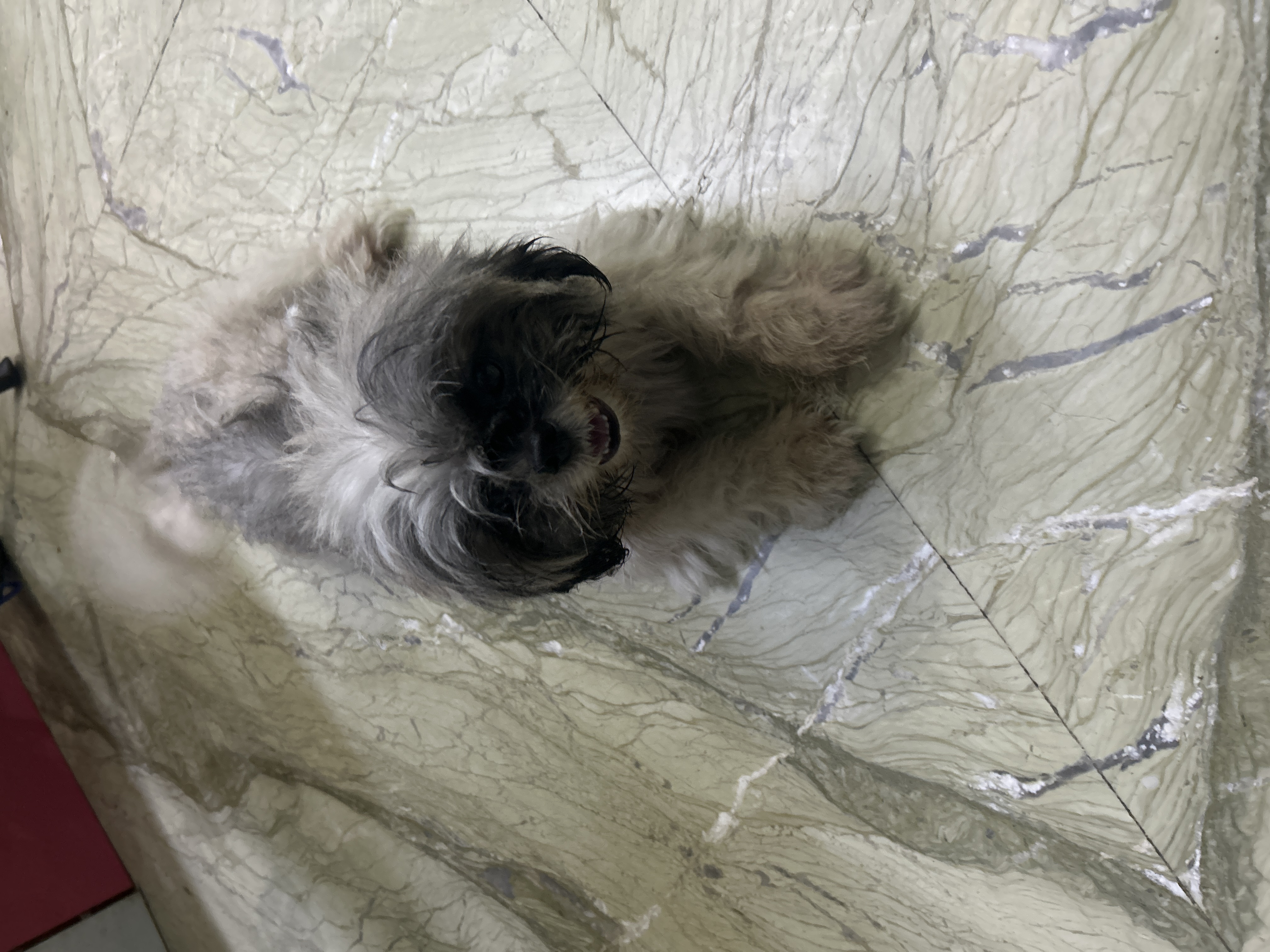 Pet