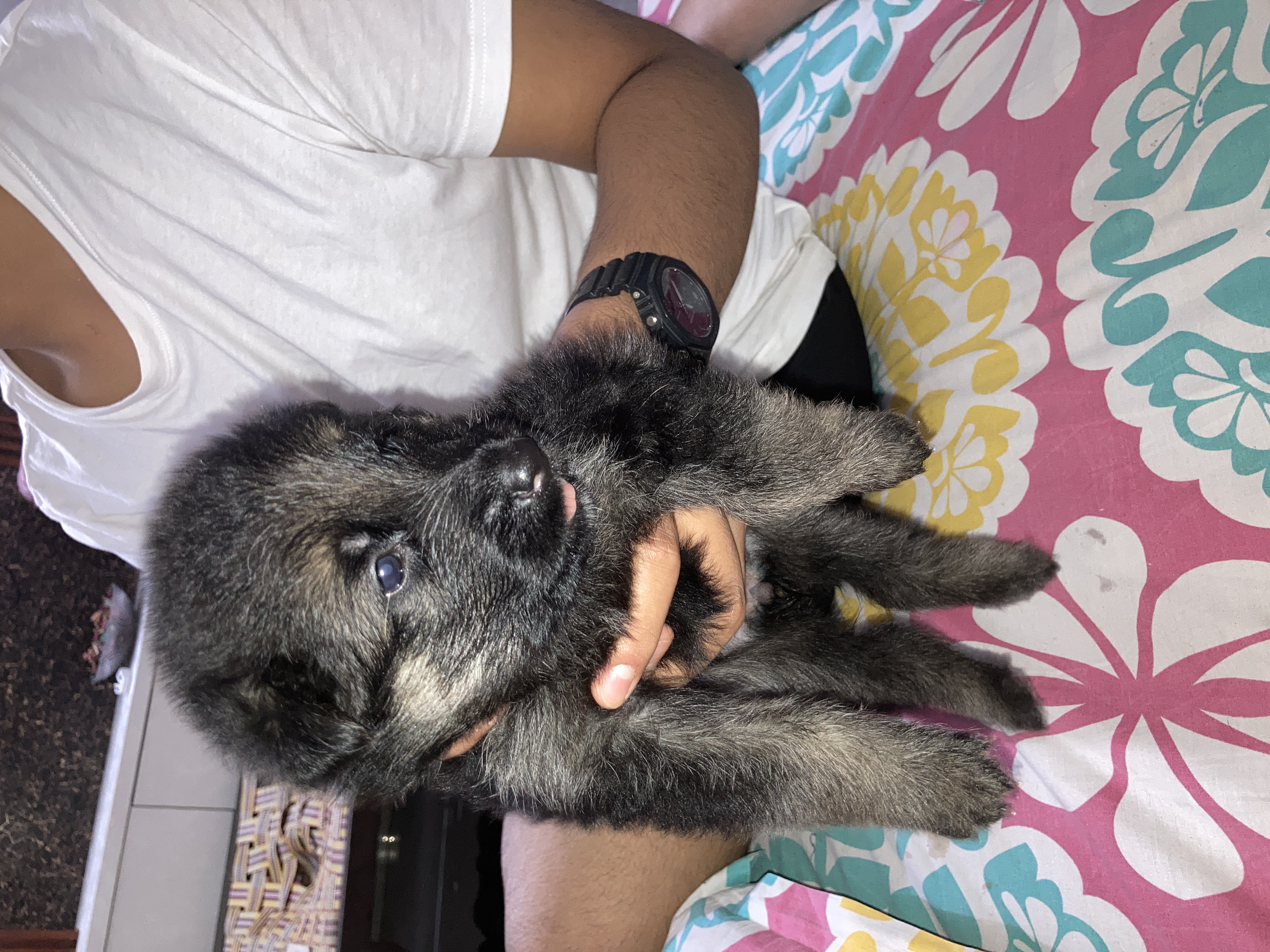 Pet