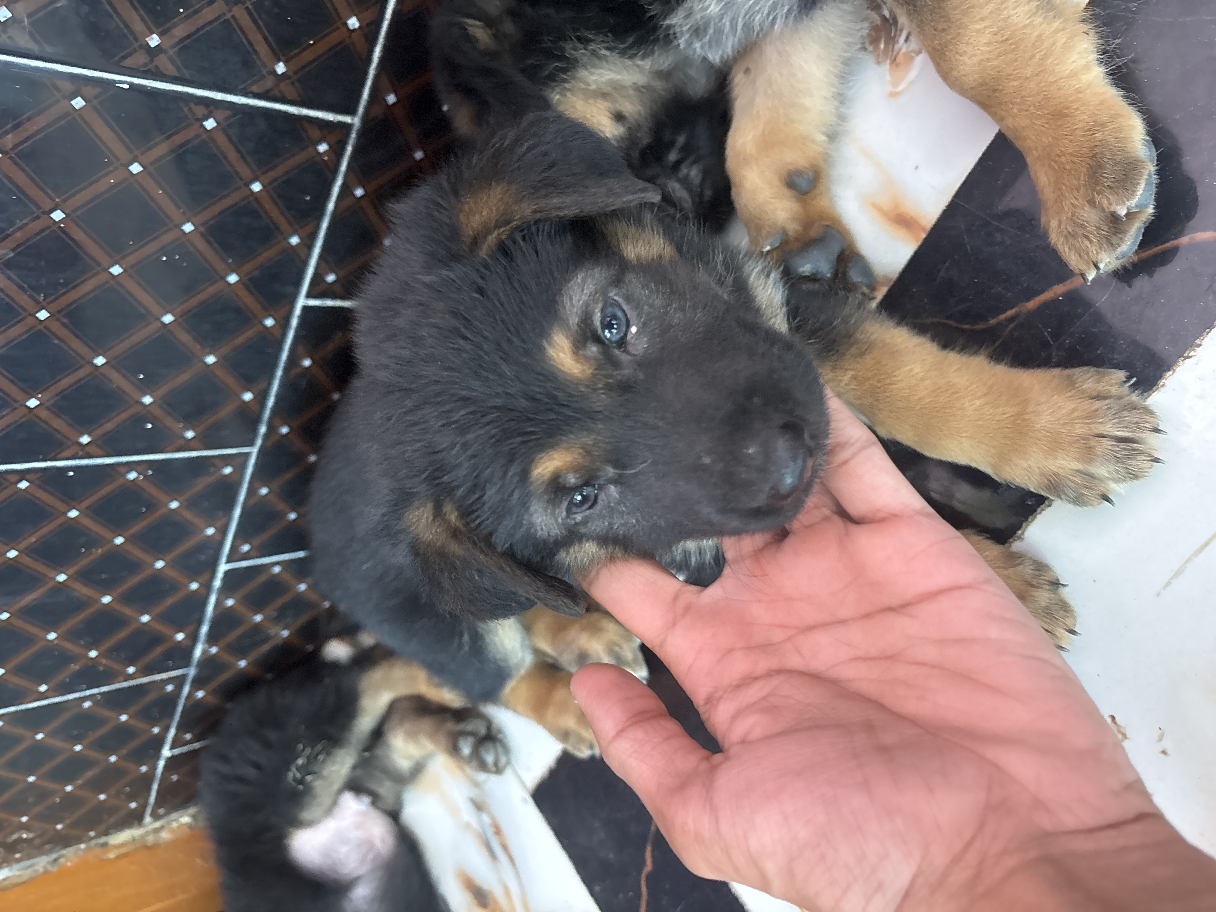 Pet