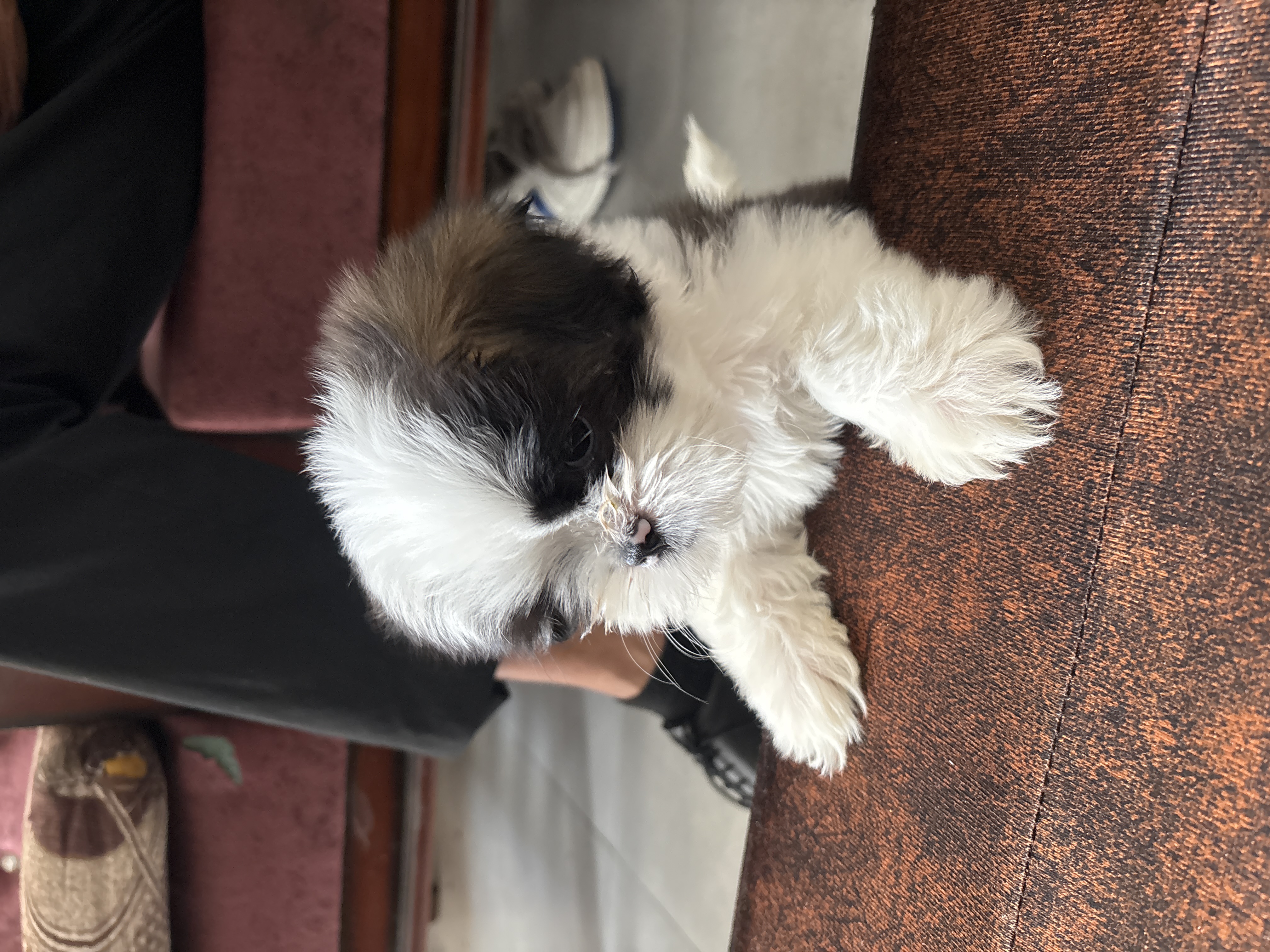 Pet