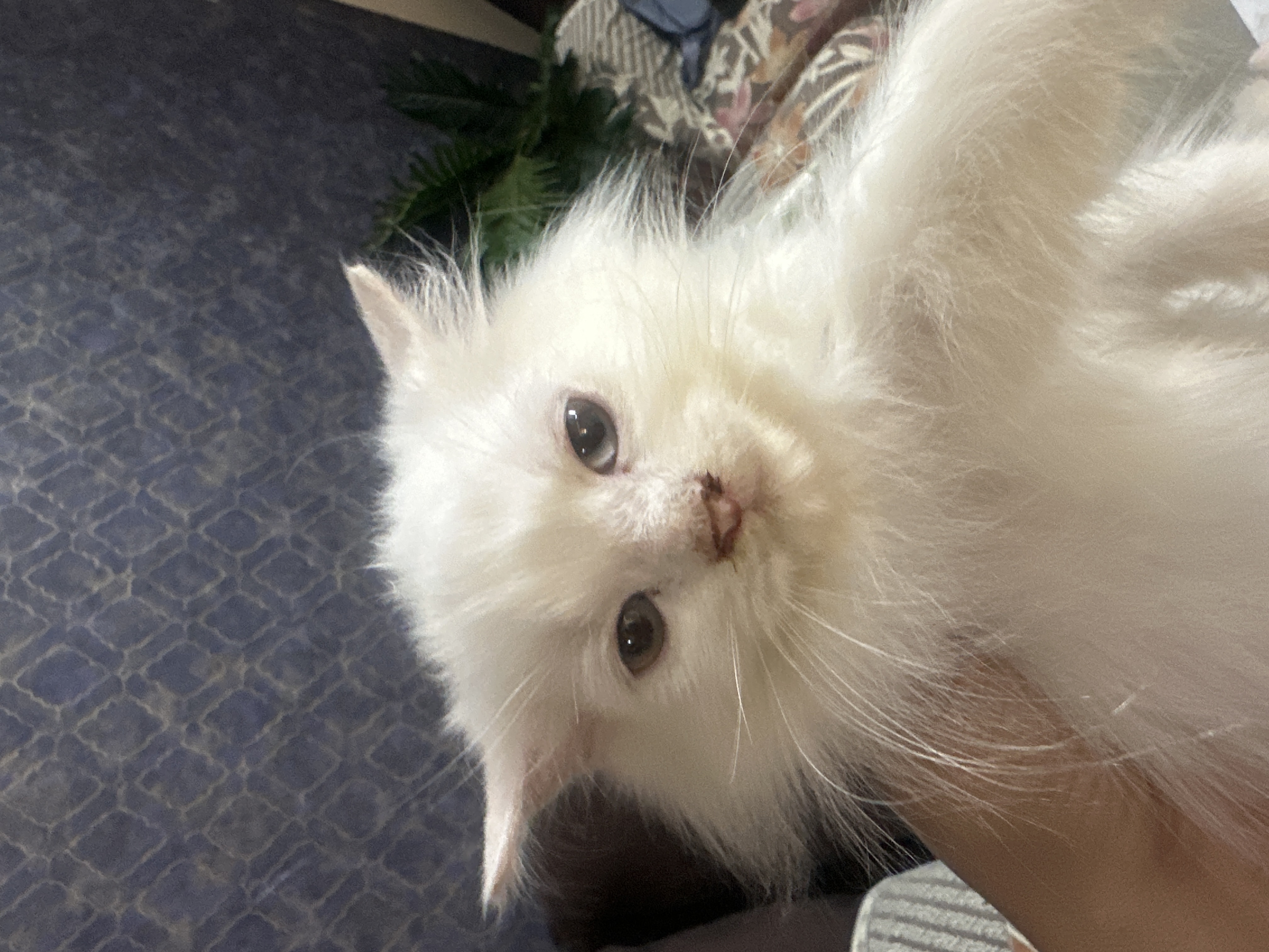 Cats