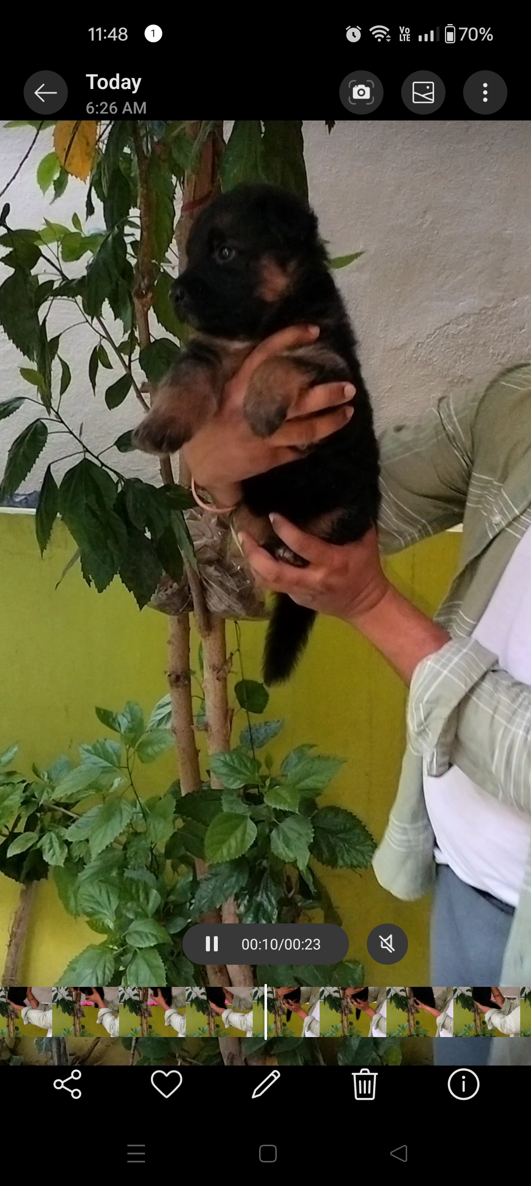 Pet