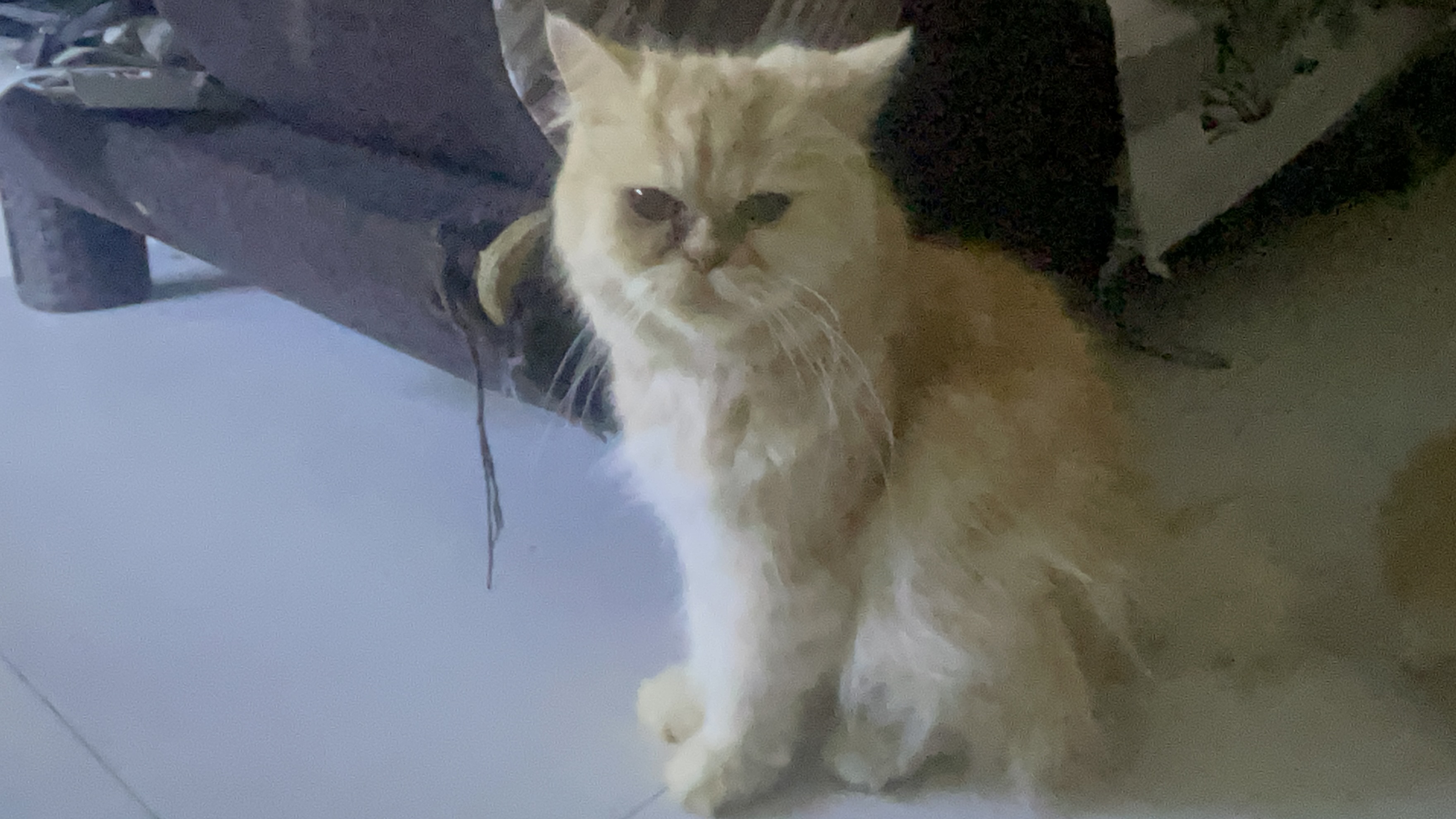 Pet