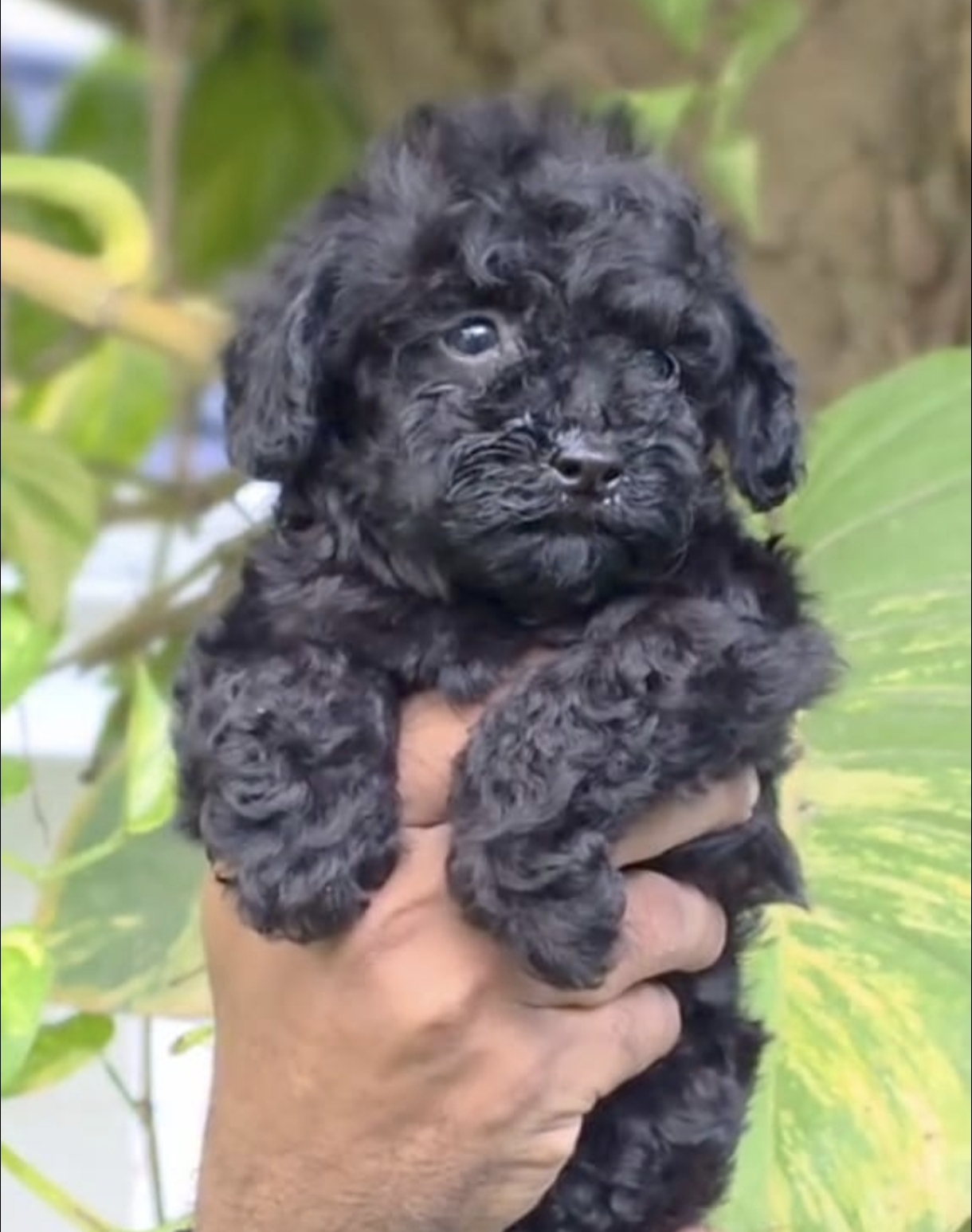 Pet