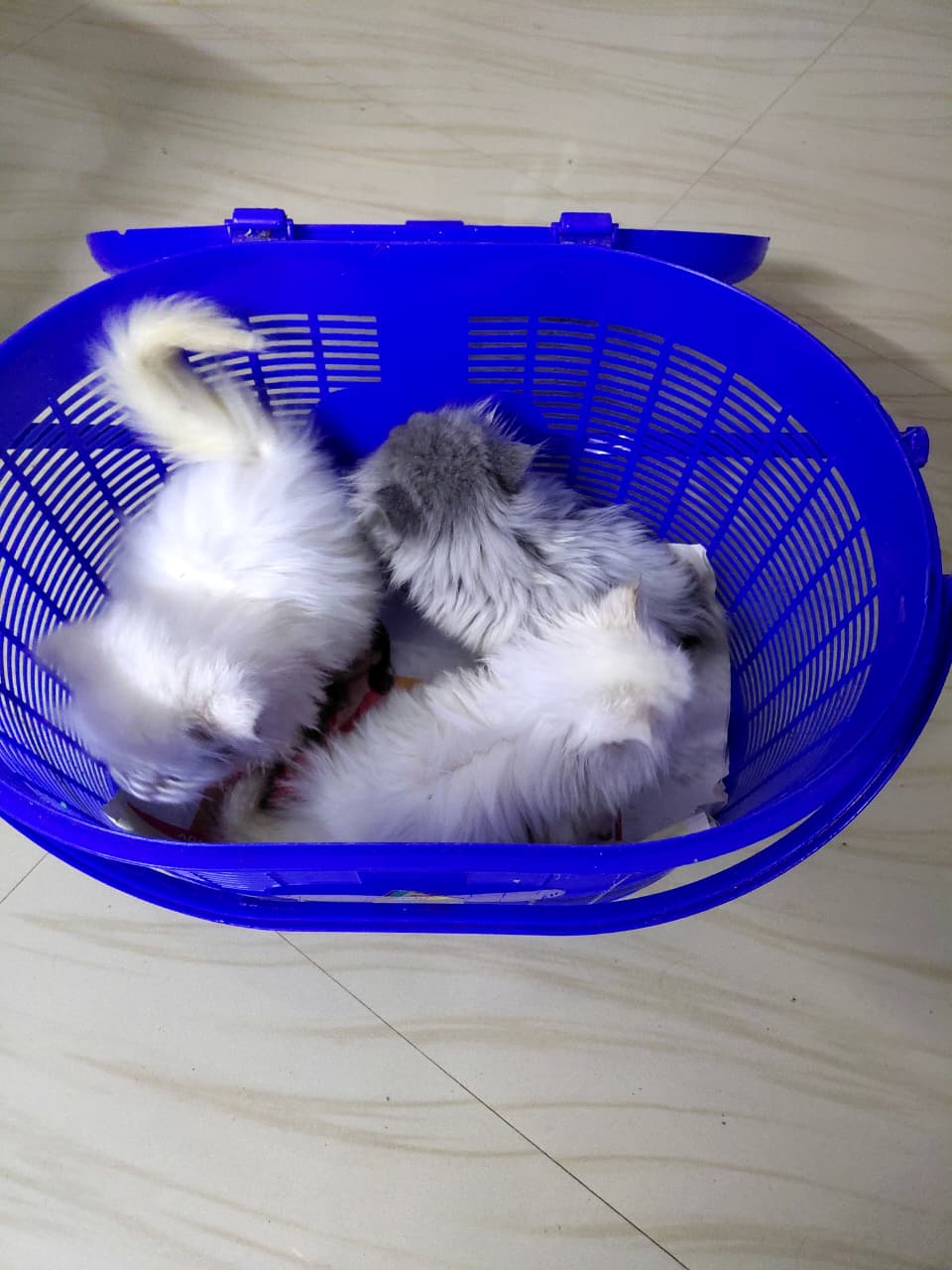 Cats