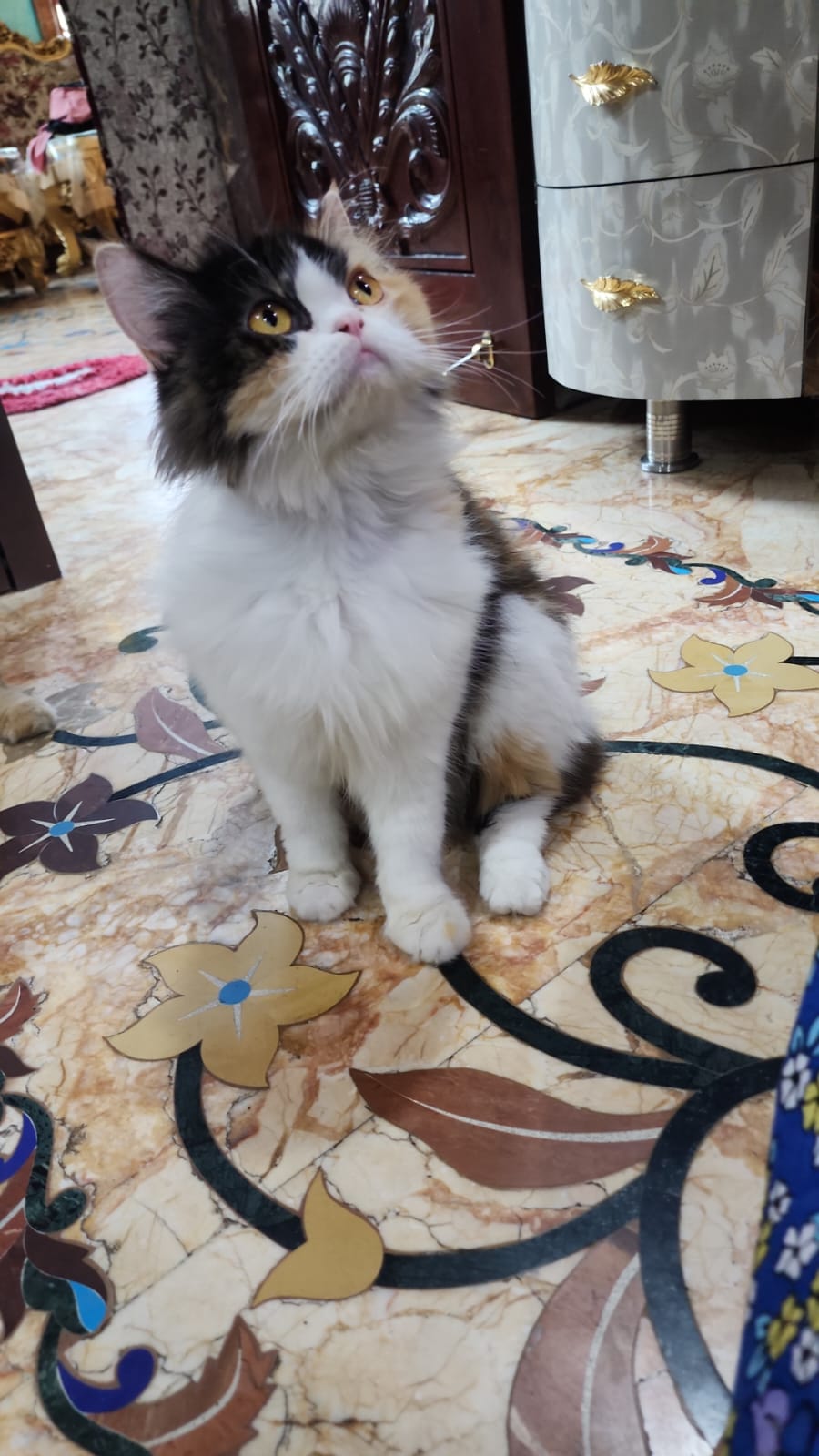 Pet