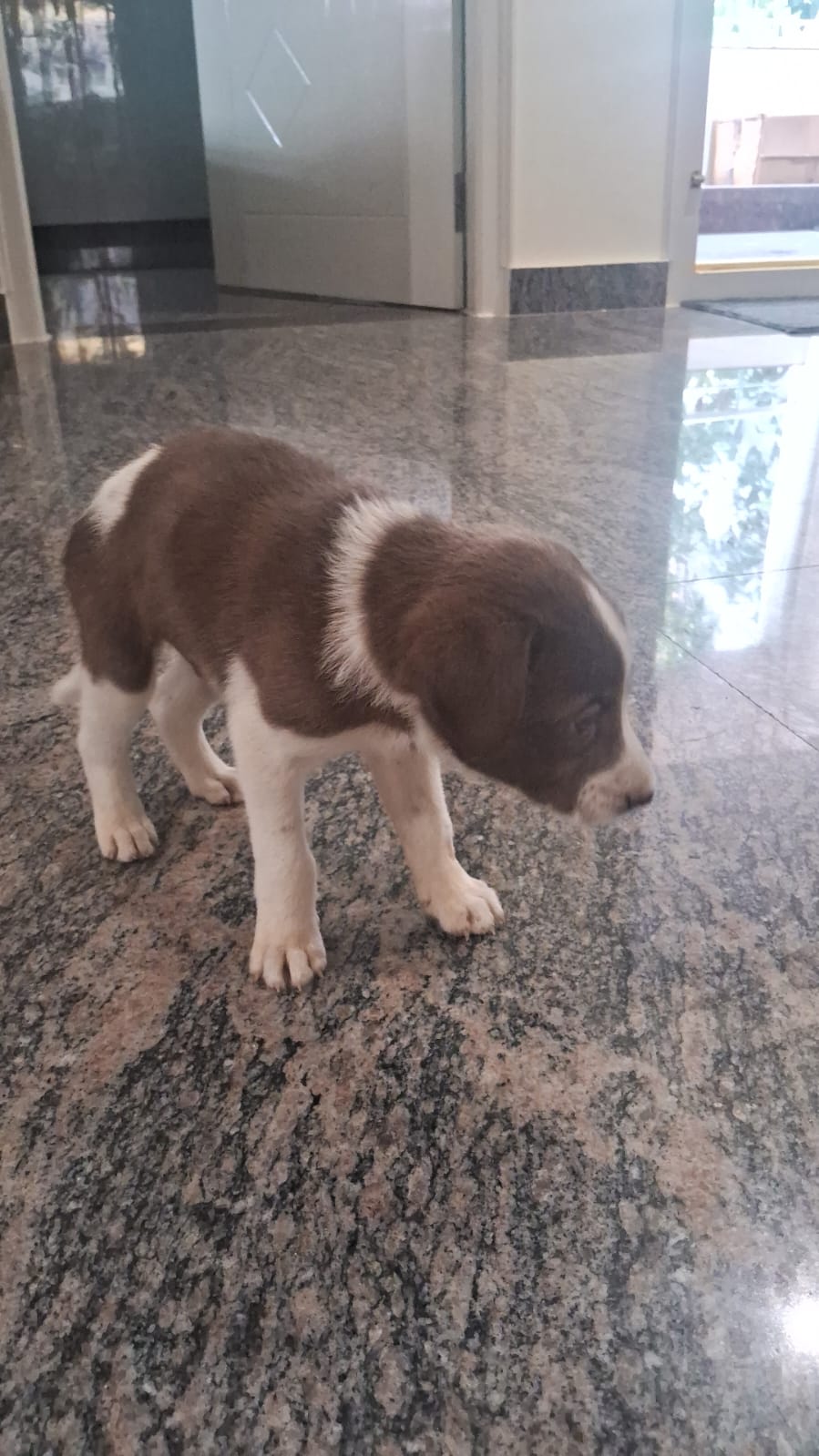 Pet