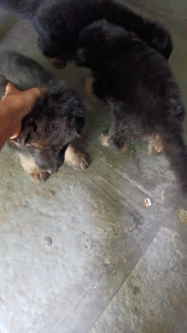 Pet