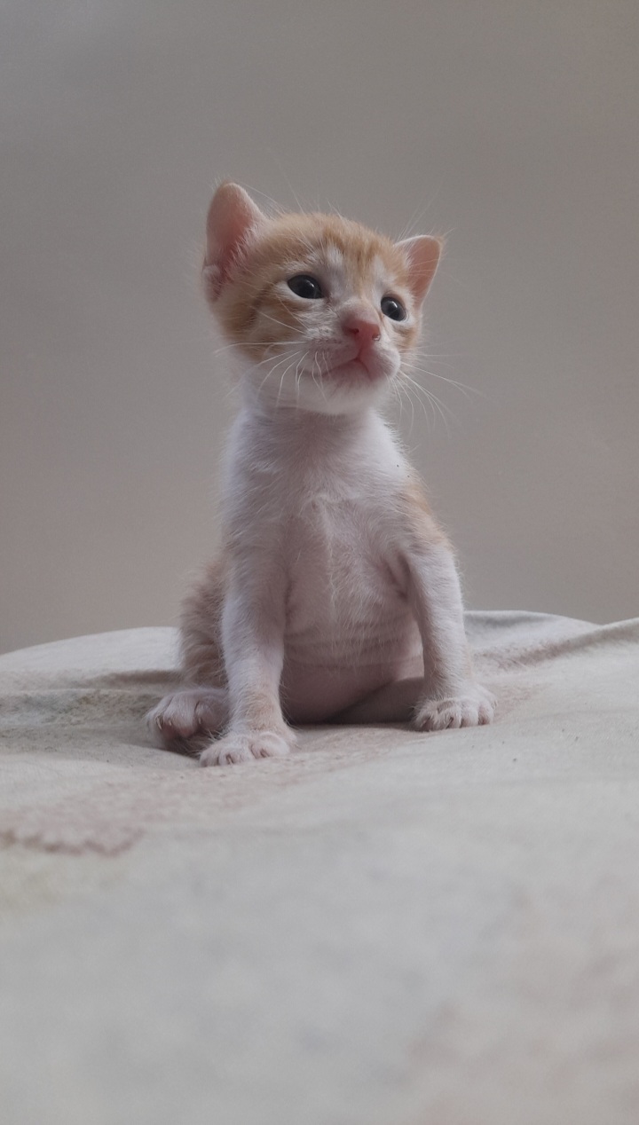 Pet
