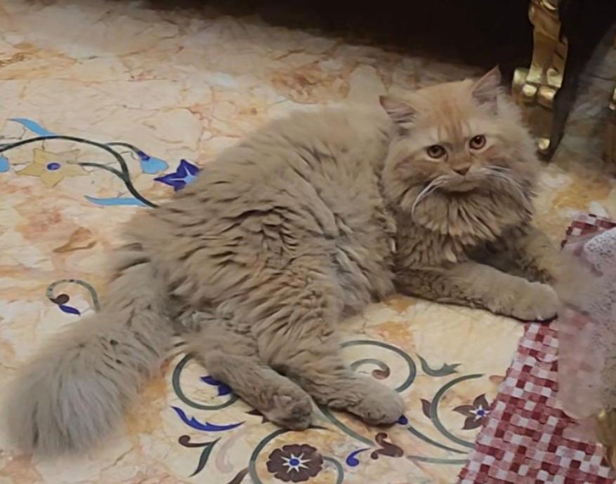 Pet