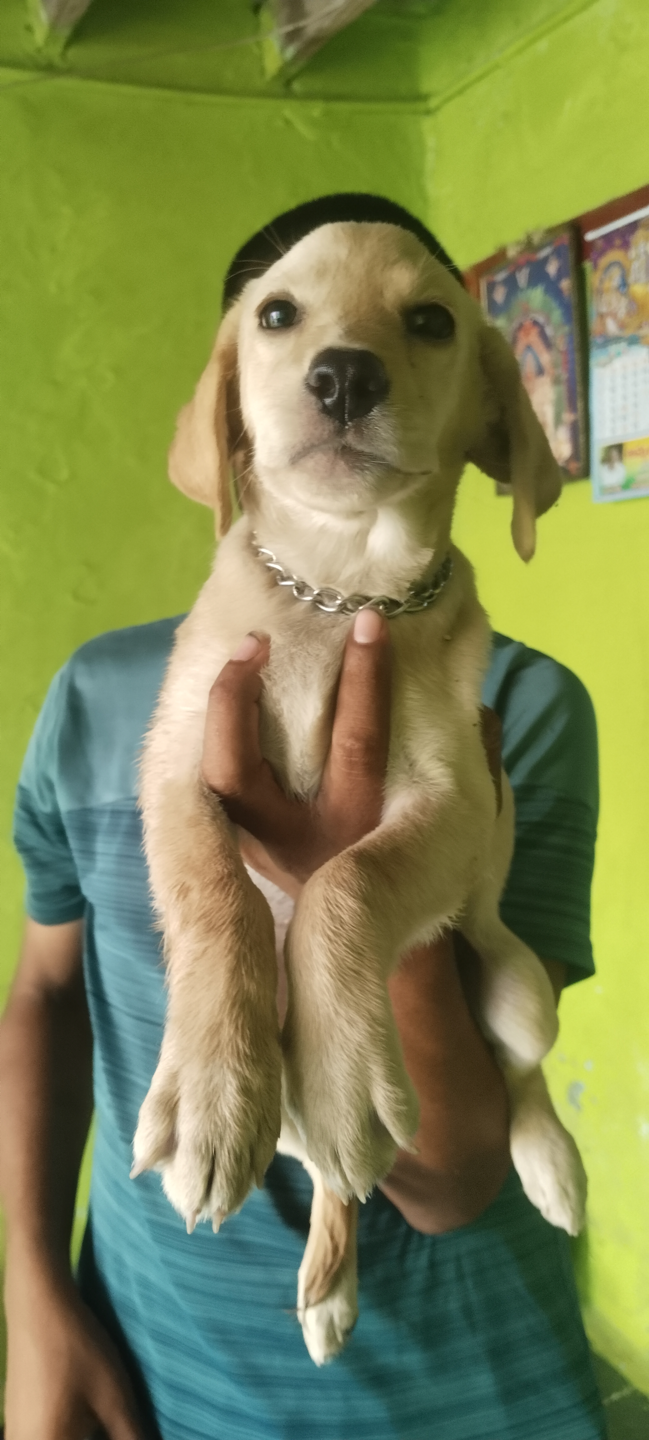 Pet