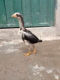 Senior pets for adoption