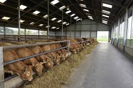 Pet sitting services