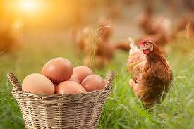 Fresh eggs for sale