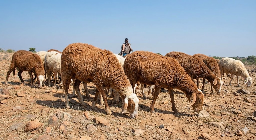 Cute cats for adoption