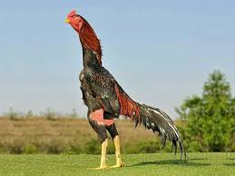 Colorful birds for adoption