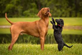 Turtles for adoption