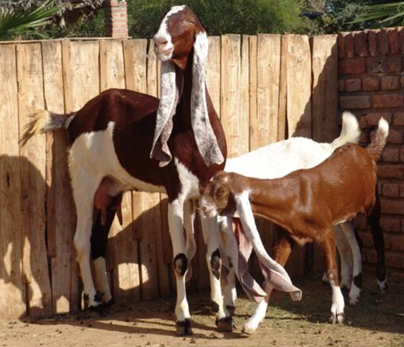 Friendly dogs for adoption